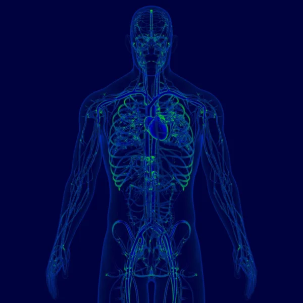 Coração Humano Ilustração Com Anatomia Sistema Circulatório Para Conceito Médico — Fotografia de Stock