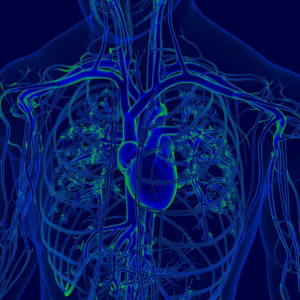 Coração Humano Ilustração Com Anatomia Sistema Circulatório Para Conceito Médico — Fotografia de Stock