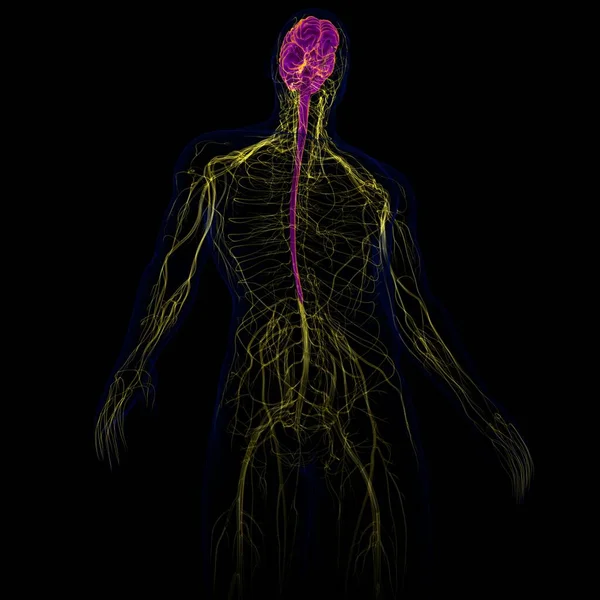 Tıbbi Konsept Için Sinir Sistemi Anatomisi Olan Nsan Beyni — Stok fotoğraf