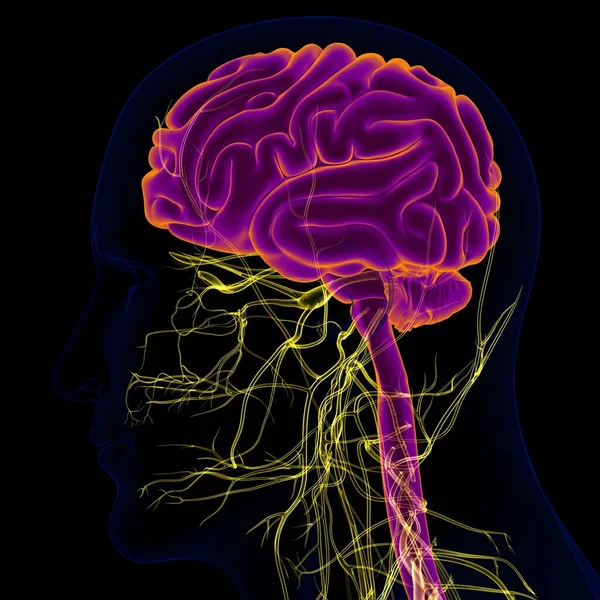 Cerebro Humano Ilustración Con Anatomía Del Sistema Nervioso Para Concepto — Foto de Stock