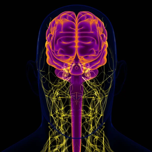 Cerebro Humano Ilustración Con Anatomía Del Sistema Nervioso Para Concepto — Foto de Stock