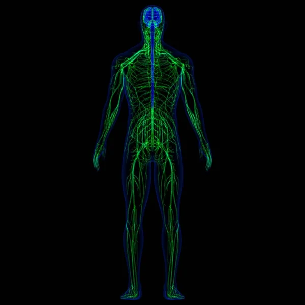 Cerebro Humano Ilustración Con Anatomía Del Sistema Nervioso Para Concepto — Foto de Stock