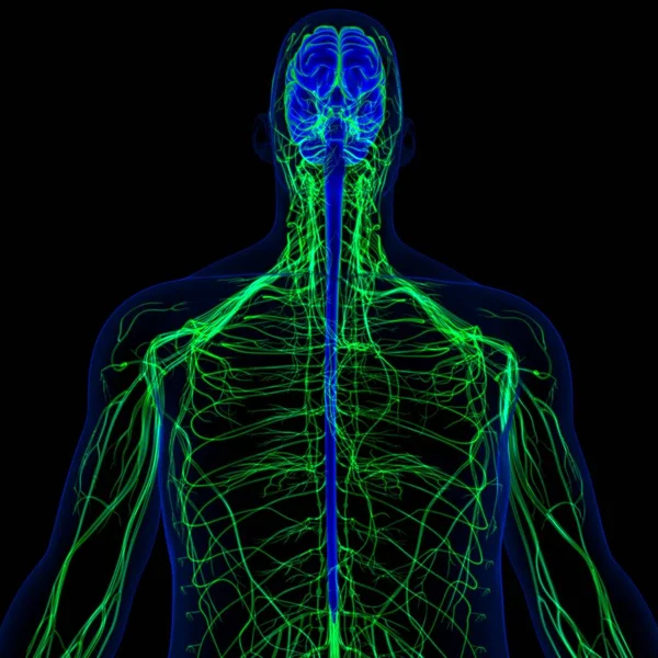 Ілюстрація Людський Мозок Нервовою Системою Анатомія Медичної Концепції — стокове фото