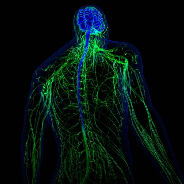 3Dイラスト 神経系解剖学的構造を持つ人間の脳 — ストック写真