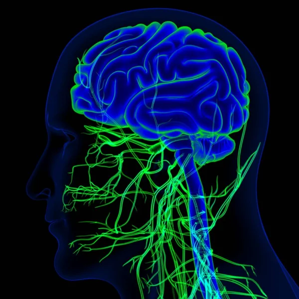 基于医学概念的带神经系统解剖的三维人脑演示 — 图库照片