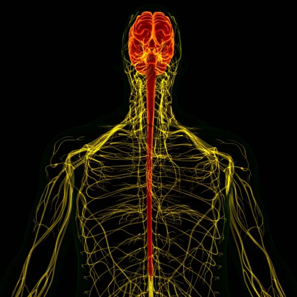 Tıbbi Konsept Için Sinir Sistemi Anatomisi Olan Nsan Beyni — Stok fotoğraf