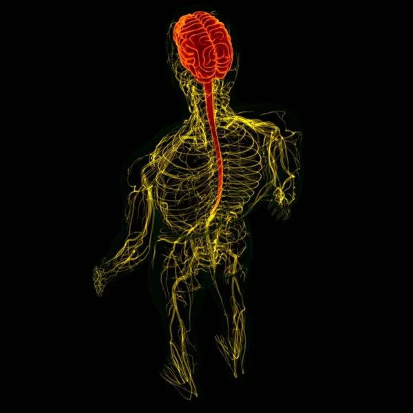 Ilustracja Ludzki Mózg Anatomią Układu Nerwowego Dla Koncepcji Medycznej — Zdjęcie stockowe