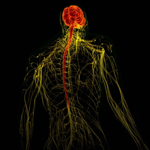 Cérebro Humano Ilustração Com Anatomia Sistema Nervoso Para Conceito Médico — Fotografia de Stock