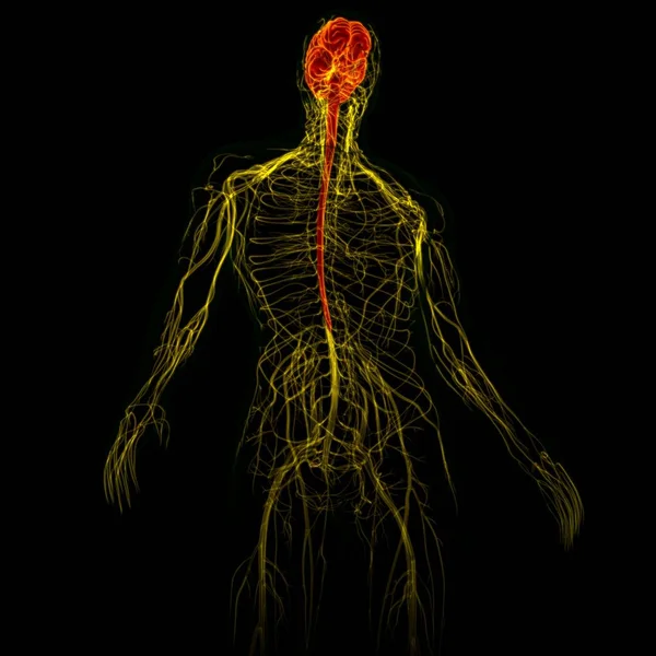 3Dイラスト 神経系解剖学的構造を持つ人間の脳 — ストック写真
