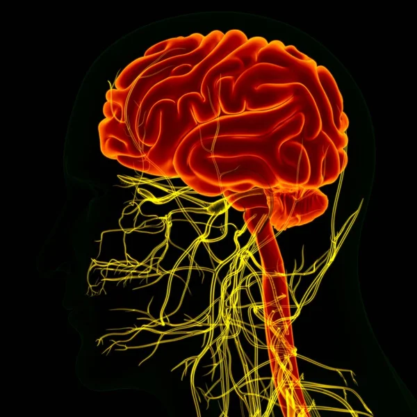 Cerebro Humano Ilustración Con Anatomía Del Sistema Nervioso Para Concepto —  Fotos de Stock