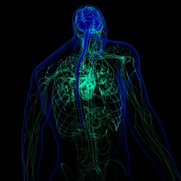 Cérebro Humano Ilustração Com Anatomia Sistema Circulatório Para Conceito Médico — Fotografia de Stock