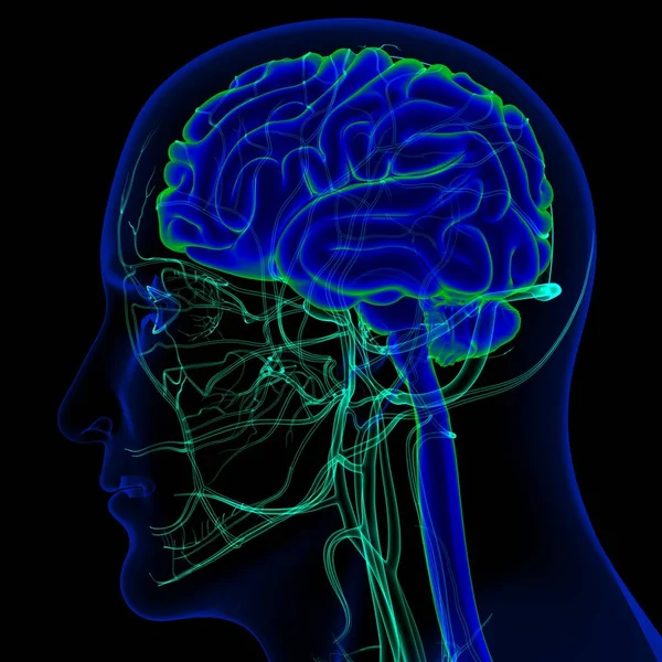 三维人脑图解与循环系统解剖的医学概念 — 图库照片