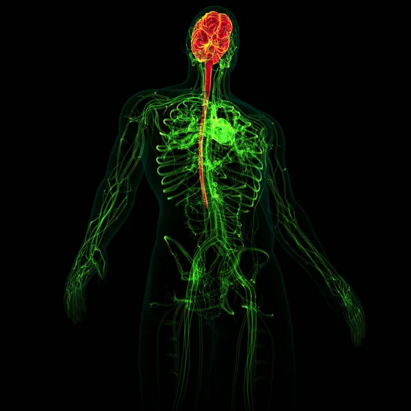 Cérebro Humano Ilustração Com Anatomia Sistema Circulatório Para Conceito Médico — Fotografia de Stock