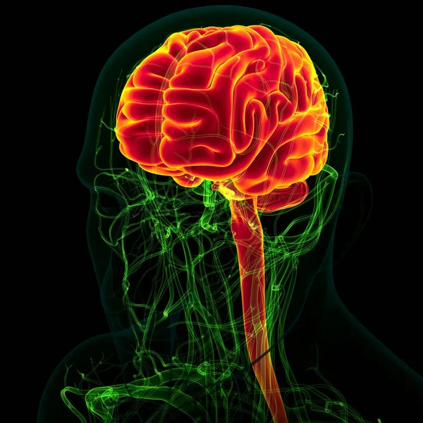 Cervello Umano Dell Illustrazione Con Anatomia Del Sistema Circolatorio Concetto — Foto Stock
