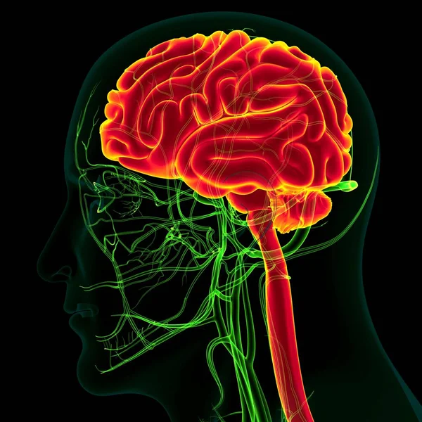 Tıbbi Konsept Çin Dolaşım Sistemi Anatomisine Sahip Nsan Beyni — Stok fotoğraf