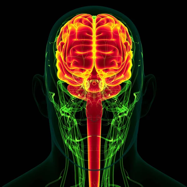 Tıbbi Konsept İçin Dolaşım Sistemi Anatomisine sahip 3B İnsan Beyni