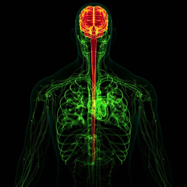 Cerebro Humano Ilustración Con Anatomía Del Sistema Circulatorio Para Concepto — Foto de Stock