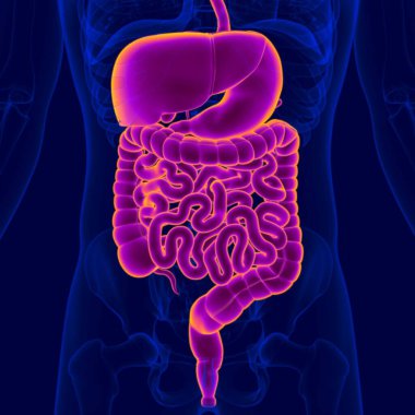 Tıbbi Konsept için 3B Görüntü İnsan Sindirim Sistemi Anatomisi