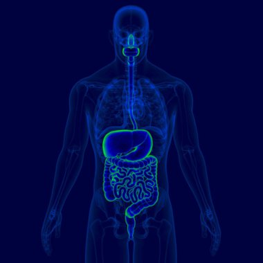 Tıbbi Konsept için 3B Görüntü İnsan Sindirim Sistemi Anatomisi