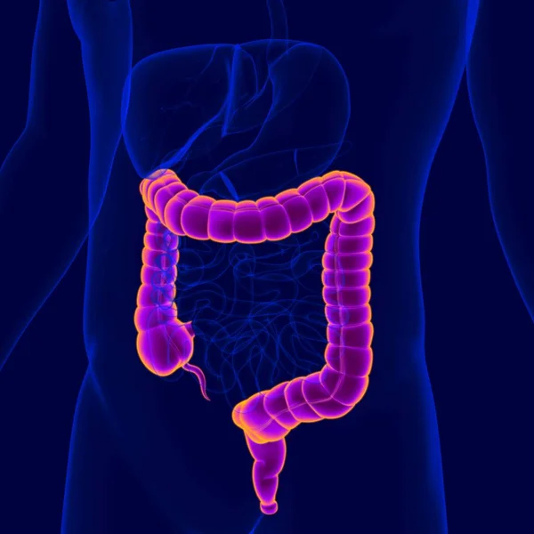 Ilustración Anatomía Del Sistema Digestivo Humano Intestino Grueso Para Concepto — Foto de Stock