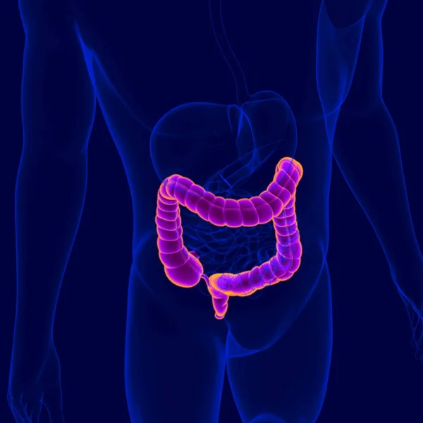 Ilustración Anatomía Del Sistema Digestivo Humano Intestino Grueso Para Concepto — Foto de Stock