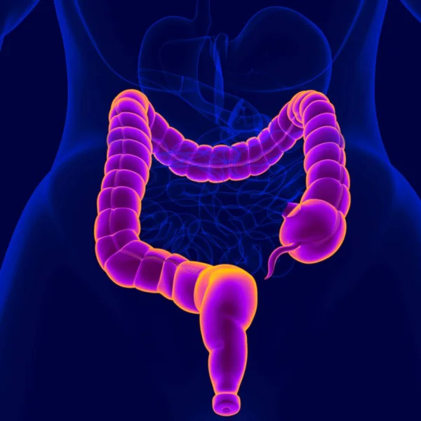 Ilustración Anatomía Del Sistema Digestivo Humano Intestino Grueso Para Concepto — Foto de Stock