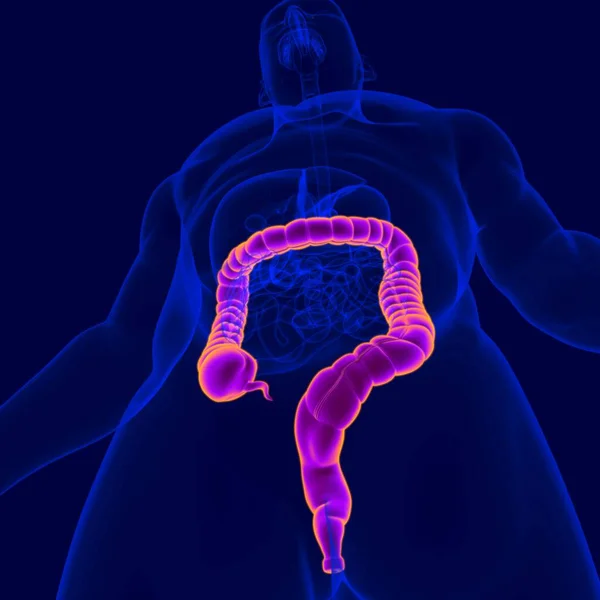 Illustration Anatomie Système Digestif Humain Gros Intestin Pour Concept Médical — Photo