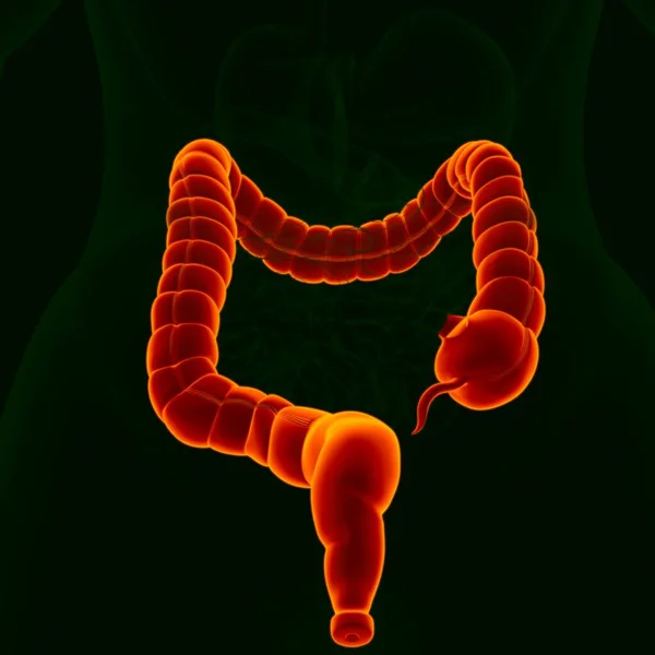 医学概念的三维人体消化系统解剖图解 大肠胃 — 图库照片