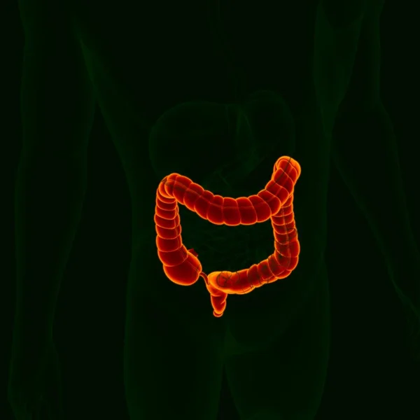 Ilustración Anatomía Del Sistema Digestivo Humano Intestino Grueso Para Concepto —  Fotos de Stock