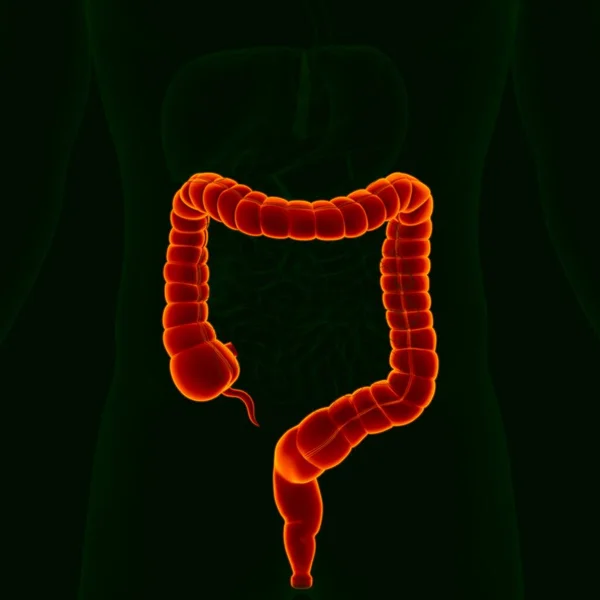 Anatomia Humana Sistema Digestivo Ilustração Intestino Grande Para Conceito Médico — Fotografia de Stock