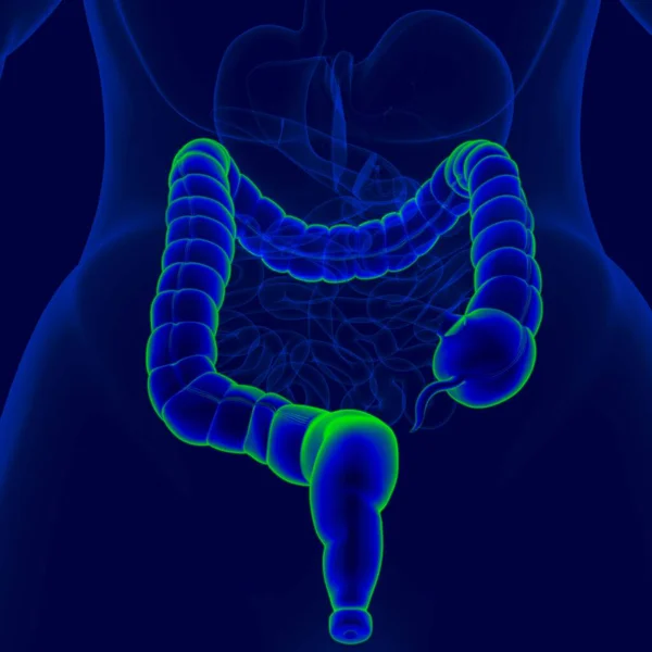 Ilustración Anatomía Del Sistema Digestivo Humano Intestino Grueso Para Concepto — Foto de Stock