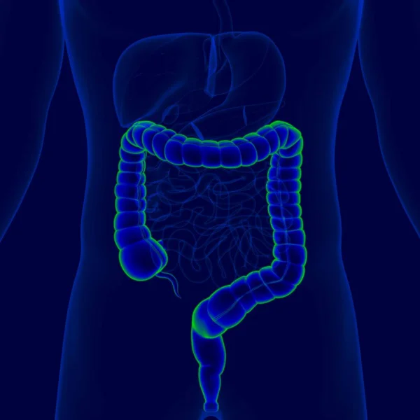 Illustration Anatomie Système Digestif Humain Gros Intestin Pour Concept Médical — Photo