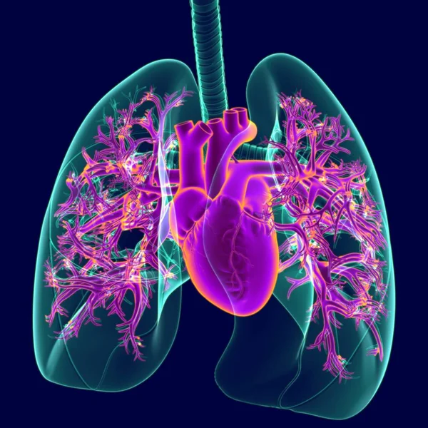 Corazón Humano Ilustración Con Los Pulmones Transparencia Para Concepto Médico —  Fotos de Stock