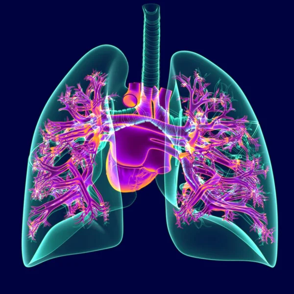 Illustration Mänskligt Hjärta Med Genomskinlighet Lungor För Medicinska Begrepp — Stockfoto