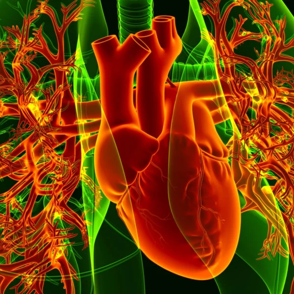 Illustration Mänskligt Hjärta Med Genomskinlighet Lungor För Medicinska Begrepp — Stockfoto