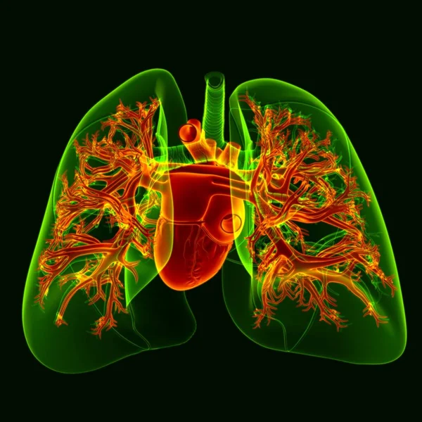 Illustration Menschliches Herz Mit Transparenten Lungen Für Medizinisches Konzept — Stockfoto