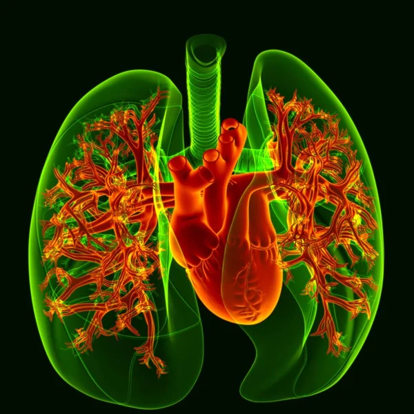 3Dイラスト 医学の概念のための透明性の肺を持つ人間の心 — ストック写真