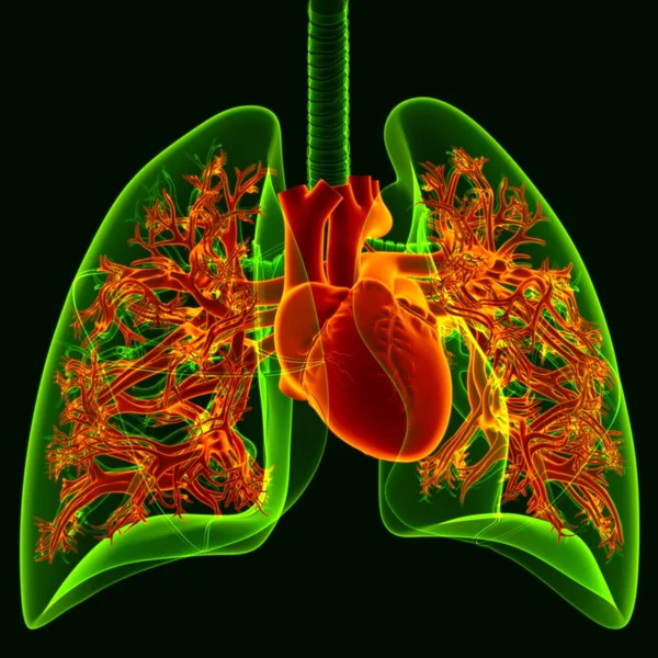 Corazón Humano Ilustración Con Los Pulmones Transparencia Para Concepto Médico —  Fotos de Stock
