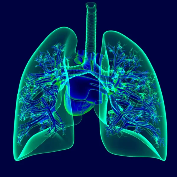 3Dイラスト 医学の概念のための透明性の肺を持つ人間の心 — ストック写真