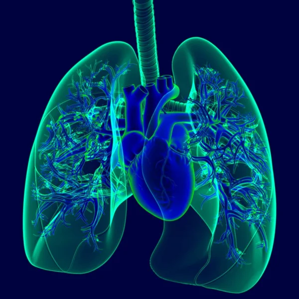 Corazón Humano Ilustración Con Los Pulmones Transparencia Para Concepto Médico — Foto de Stock