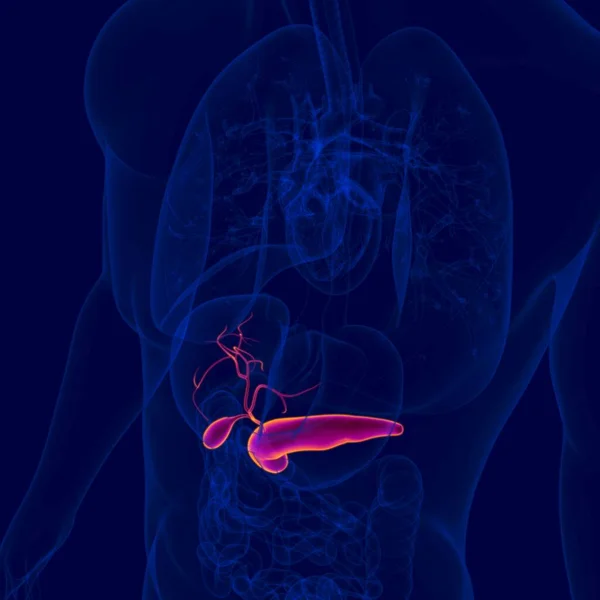 Ilustración Vesícula Biliar Humana Con Anatomía Del Páncreas Para Concepto — Foto de Stock