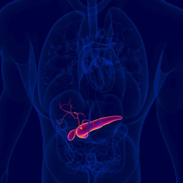 Bexiga Humana Ilustração Com Anatomia Pâncreas Para Conceito Médico — Fotografia de Stock