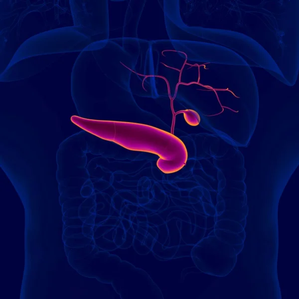 Ilustración Vesícula Biliar Humana Con Anatomía Del Páncreas Para Concepto —  Fotos de Stock
