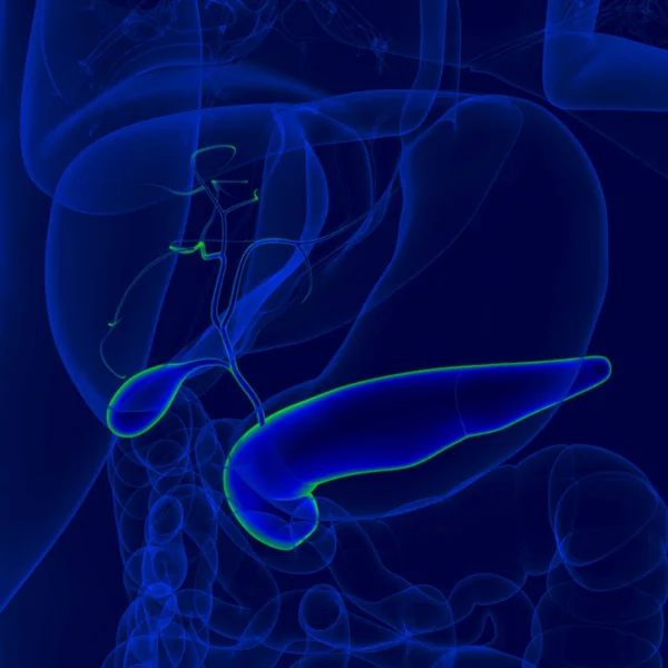 胰腺解剖用于医学概念的三维人体胆囊说明 — 图库照片
