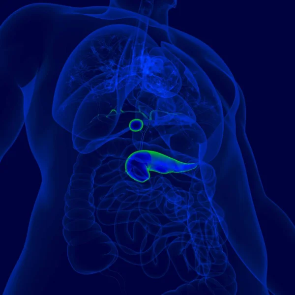 Illustration Mänsklig Gallblåsa Med Bukspottkörtel Anatomi För Medicinskt Koncept — Stockfoto