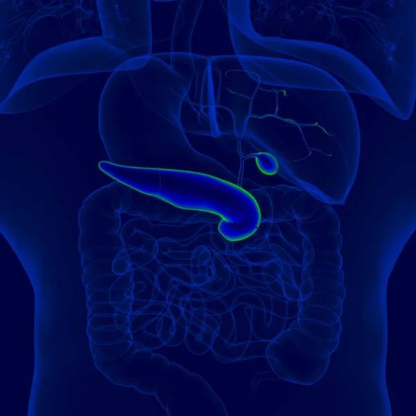胰腺解剖用于医学概念的三维人体胆囊说明 — 图库照片