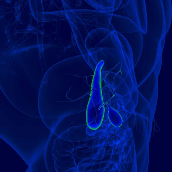 Bexiga Humana Ilustração Com Anatomia Pâncreas Para Conceito Médico — Fotografia de Stock