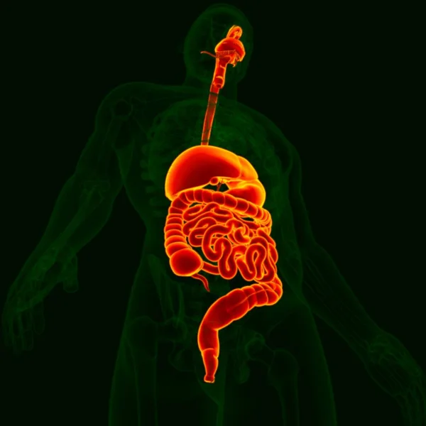 Illustration Human Digestive System Anatomy Medical Concept — 스톡 사진