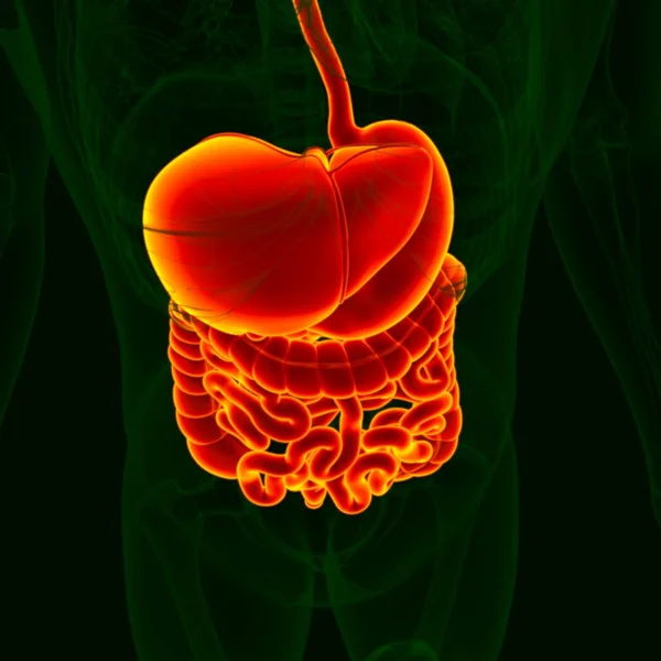 Ilustración Anatomía Del Sistema Digestivo Humano Para Concepto Médico — Foto de Stock