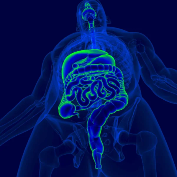 Illustration Menschliches Verdauungssystem Anatomie Für Medizinisches Konzept — Stockfoto